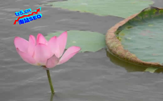 广州优化:新手网站seo疑问添加外链多少才合适?_广州SEO_效果付费(图3) 广州优化:新手网站seo疑问添加外链多少才合适?_广州SEO_效果付费(图3)